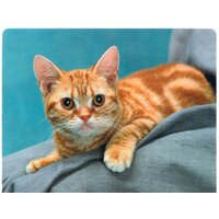 Defender Silk (50706) Image #9